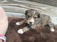 Lego, a male Aussiedoodle for sale in Columbia City, IN – Photo 4 of 5
