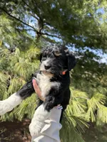 Lilo, a female Aussiedoodle for sale in Columbia City, IN – Photo 7 of 9