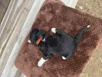 Lilo, a female Aussiedoodle for sale in Columbia City, IN – Photo 4 of 4