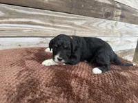 Lilo, a female Aussiedoodle for sale in Columbia City, IN – Photo 2 of 4