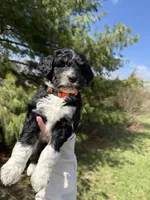 Lilo, a female Aussiedoodle for sale in Columbia City, IN – Photo 5 of 9