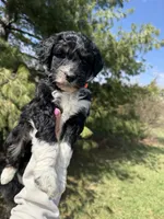 Lilo, a female Aussiedoodle for sale in Columbia City, IN – Photo 4 of 9