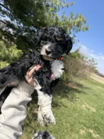 Lilo, a female Aussiedoodle for sale in Columbia City, IN – Photo 3 of 9