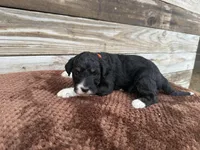 Lilo, a female Aussiedoodle for sale in Columbia City, IN – Photo 3 of 4