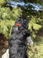 Lilo, a female Aussiedoodle for sale in Columbia City, IN – Photo 9 of 9