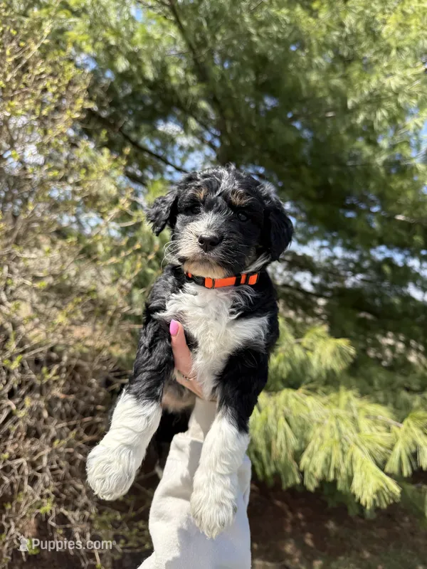 Lilo – Aussiedoodle puppy for sale in Columbia City, IN