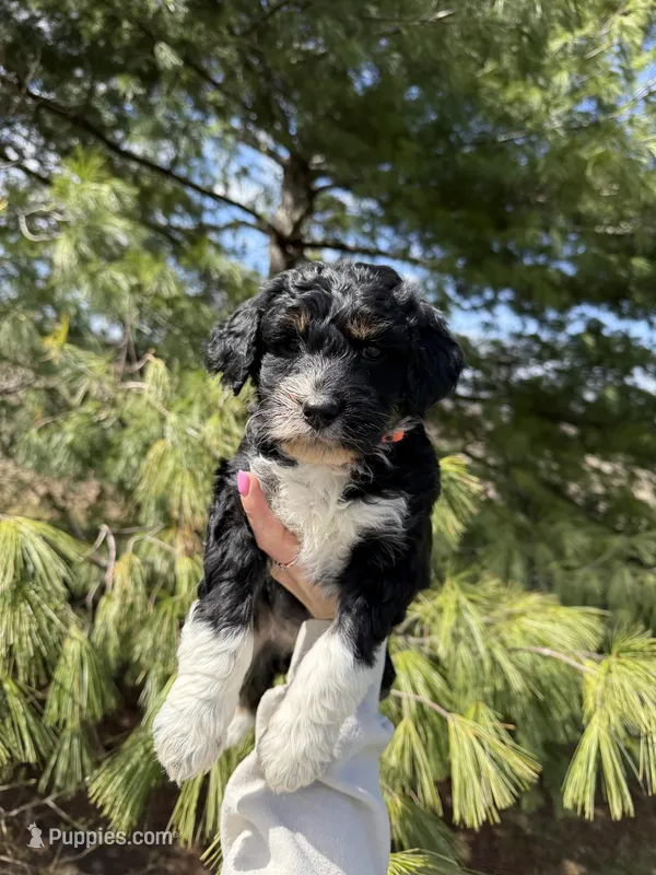 Lilo – Aussiedoodle puppy for sale in Columbia City, IN
