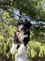 Lilo, a female Aussiedoodle for sale in Columbia City, IN – Photo 1 of 9