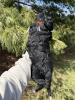 Lilo, a female Aussiedoodle for sale in Columbia City, IN – Photo 8 of 9