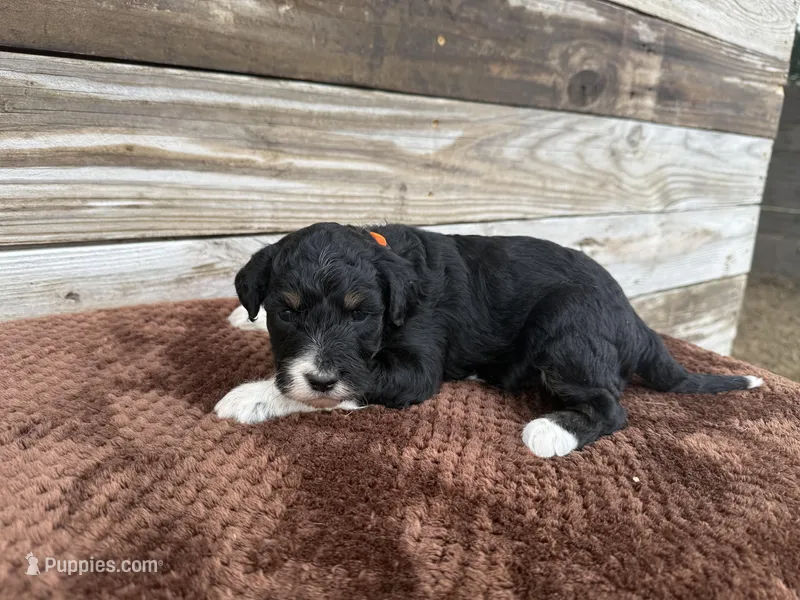 Lilo – Aussiedoodle puppy for sale in Columbia City, IN