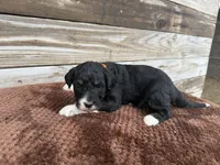 Lilo, a female Aussiedoodle for sale in Columbia City, IN – Photo 1 of 4
