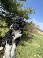 Lilo, a female Aussiedoodle for sale in Columbia City, IN – Photo 6 of 9