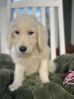 Pinky, a female Goldendoodle for sale in Liberty, SC – 2 of 3
