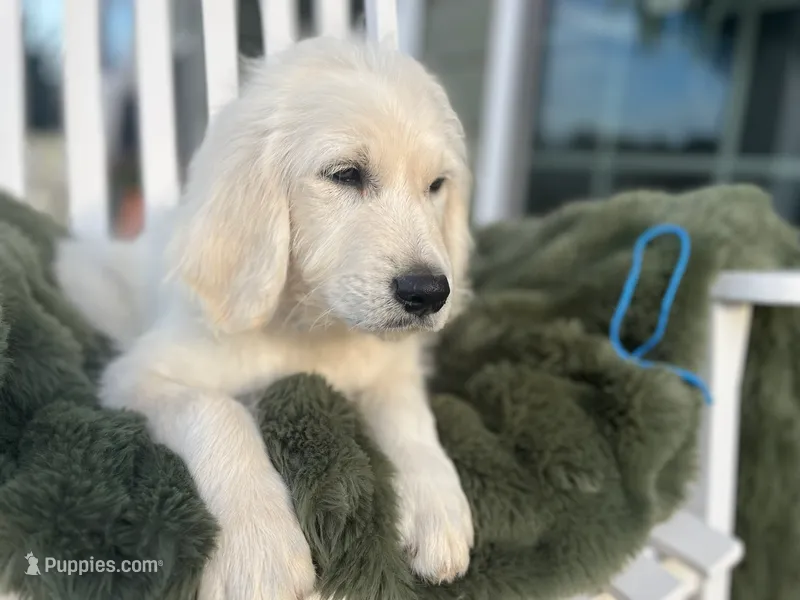 Pinky, a female Goldendoodle for sale in Liberty, SC – 1 of 3