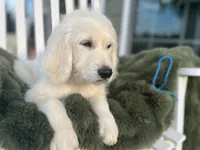 Pinky, a female Goldendoodle for sale in Liberty, SC – 1 of 3