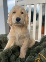 Daisy , a female Goldendoodle for sale in Liberty, SC – 2 of 3