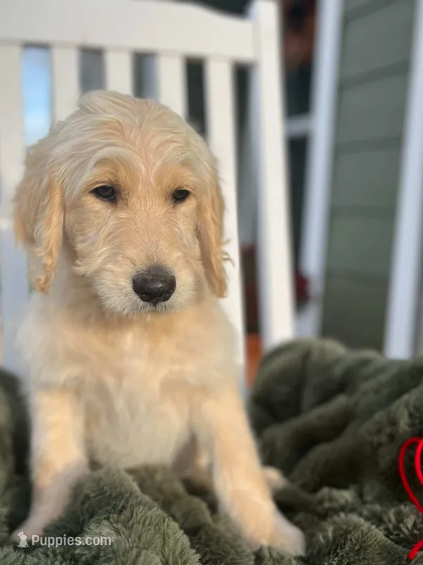 Daisy , a female Goldendoodle for sale in Liberty, SC – 1 of 3