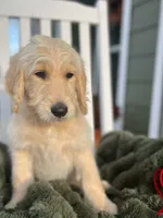 Daisy , a female Goldendoodle for sale in Liberty, SC – 1 of 3