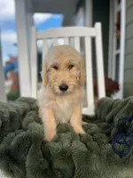 Daisy , a female Goldendoodle for sale in Liberty, SC – 3 of 3