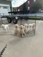 Pinky, a female Goldendoodle for sale in Liberty, SC – 3 of 3