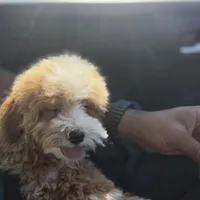 PLUTO, a male Cavapoo for sale in Atlanta, GA – Photo 2 of 2