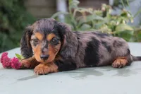 Danny, a male Miniature Dachshund for sale in Clyde, NY – 2 of 4