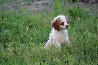 Kezia, a female Cocker Spaniel for sale in Clyde, NY – 2 of 3