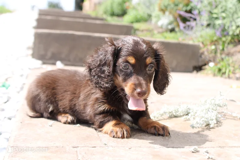 Missy – Miniature Dachshund puppy for sale in Clyde, NY