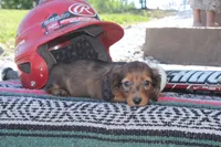 Jorden, a male Miniature Dachshund for sale in Clyde, NY – 1 of 6