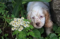 Sara, a female Cocker Spaniel for sale in Clyde, NY – 2 of 5