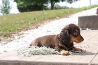 Mark, a male Miniature Dachshund for sale in Clyde, NY – 3 of 4