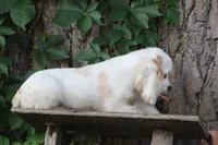 Susie, a female Cocker Spaniel for sale in Clyde, NY – 3 of 3