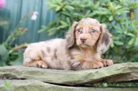 Daisy, a female Miniature Dachshund for sale in Clyde, NY – 2 of 4