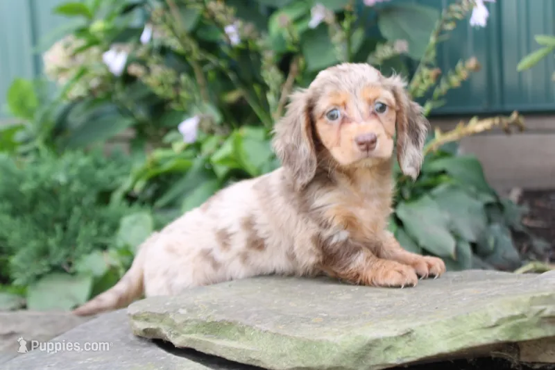 Daisy – Miniature Dachshund puppy for sale in Clyde, NY