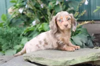 Daisy, a female Miniature Dachshund for sale in Clyde, NY – 1 of 4