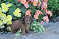 Jody, a female Miniature Dachshund for sale in Clyde, NY – 2 of 6