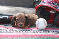 Jorden, a male Miniature Dachshund for sale in Clyde, NY – 4 of 6