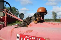 Tanner, a male Miniature Dachshund for sale in Clyde, NY – 2 of 4