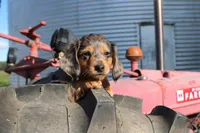 Tahoe, a male Miniature Dachshund for sale in Clyde, NY – 3 of 3