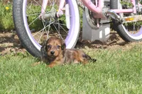 Julie, a female Miniature Dachshund for sale in Clyde, NY – 1 of 6