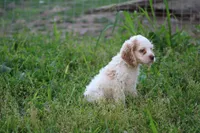 Kerry, a male Cocker Spaniel for sale in Clyde, NY – 2 of 3