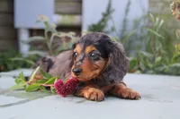 Danny, a male Miniature Dachshund for sale in Clyde, NY – 3 of 4