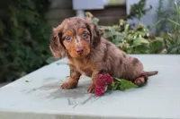 Doran, a male Miniature Dachshund for sale in Clyde, NY – 3 of 4