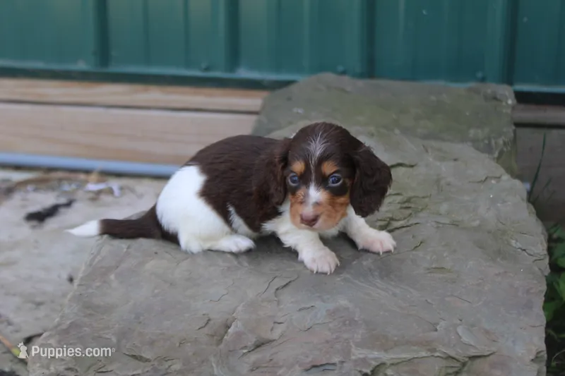 Mendin – Miniature Dachshund puppy for sale in Clyde, NY