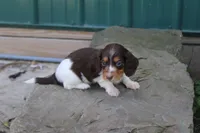 Mendin, a male Miniature Dachshund for sale in Clyde, NY – 1 of 2