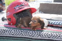 Jorden, a male Miniature Dachshund for sale in Clyde, NY – 3 of 6