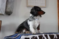 Tippy, a male Miniature Dachshund for sale in Clyde, NY – Photo 6 of 6