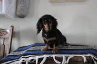 Tippy, a male Miniature Dachshund for sale in Clyde, NY – Photo 5 of 6