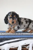Tippy, a male Miniature Dachshund for sale in Clyde, NY – Photo 2 of 6