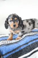 Tippy, a male Miniature Dachshund for sale in Clyde, NY – Photo 1 of 6
